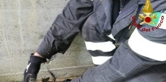 La Spezia – Vigili del fuoco salvano mamma gatta e 4 micetti