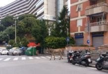 Asino a passeggio per strada a San Martino d’Albaro