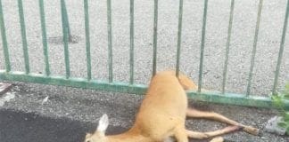 Pra’, cucciolo di capriolo morto incastrato tra le sbarre della centrale Enel