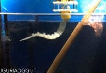 Polpo robot all’Acquario di Genova – VIDEO