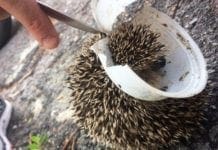 Savona – Enpa salva un riccio incastrato in un piatto di plastica