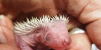 Acqua invade la tana, nidiata di ricci muore sulle alture di Finale Ligure