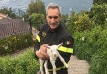 La Spezia – Vigili del fuoco salvano capretta intrappolata
