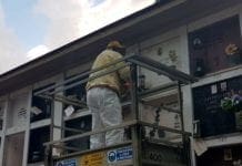 Enorme nido di api nel Cimitero di Staglieno, interviene l’apicoltore