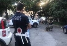Cinghiali a San Fruttuoso, inutili le trappole, saranno scortati negli spostamenti