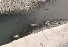 Cinghiale morto nel Bisagno da diversi giorni e nessuno interviene