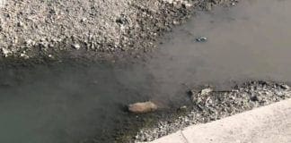 Voltri – Carcassa di cinghiale nel Cerusa, arrivano i pompieri