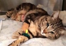 Gatta investita a Savona salva grazie a un intervento