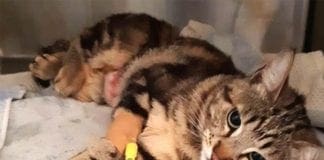 Gatta investita a Savona salva grazie a un intervento