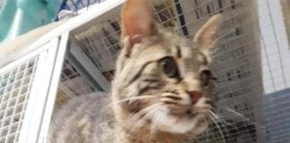 Savona, il micio Cerchietto cerca una casa