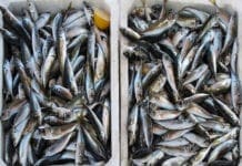 Fermo Pesca al via anche in Liguria, Coldiretti: controllare le etichette