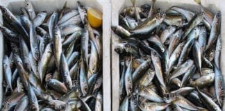 rischio pesce radioattivo sulle tavole italiane