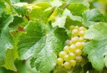 Vino, dalla Regione Liguria 228mila euro per la promozione delle produzioni liguri