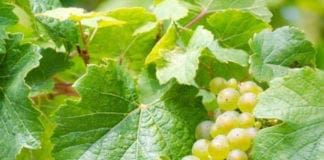 Castelnuovo Magra, torna “Benvenuto Vermentino”: vino artigianale e degustazioni nel week end