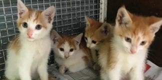 Genova, gatti decapitati, una taglia da 20mila euro per i responsabili