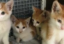 Savona – Cercano casa i gattini abbandonati a Urbe