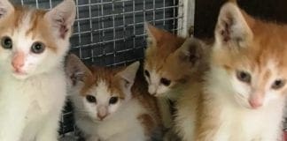 Savona – Cercano casa i gattini abbandonati a Urbe