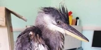 Savona – La danza dell’airone salvato – VIDEO