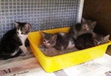 Savona – Ancora una cucciolata di gatti abbandonata a Urbe