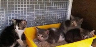 Savona – Ancora una cucciolata di gatti abbandonata a Urbe