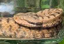 vipera