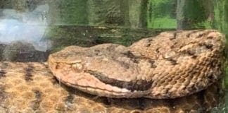 Tiglieto, bambina morsa da una vipera trasferita al Gaslini vipera