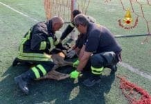 Sampierdarena, Vigili del Fuoco salvano caprioli incastranti nella rete del campo da calcio
