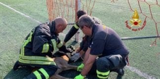 Sampierdarena, Vigili del Fuoco salvano caprioli incastranti nella rete del campo da calcio