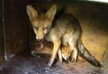 Cuccioli di Volpe investiti a Ortovero e Villanova d’Albenga, attenzione sulle strade