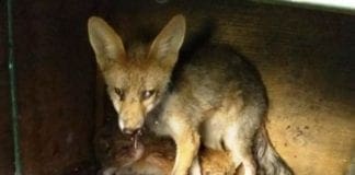 Soccorso animali – L’Enpa chiede aiuto: salvati oltre 600 animali solo a giugno