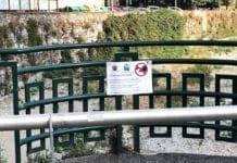 Cinghiali nel Bisagno – Multe salate eppure c’è chi, ogni giorno, li sfama: e i controlli?
