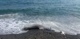 Delfino spiaggiato a Bogliasco