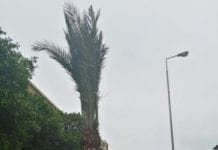 Quinto – Tornano le palme in via Giannelli ma quanto ci costa?