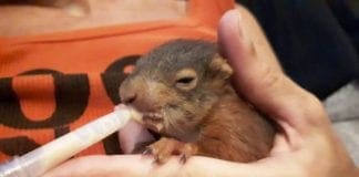 Carabinieri Forestali salvano cucciolo di scoiattolo rosso