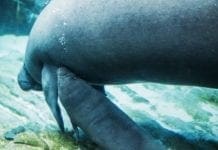 Acquario di Genova – Nato un cucciolo di lamantino – VIDEO