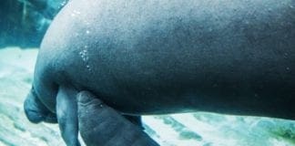 Acquario di Genova – Nato un cucciolo di lamantino – VIDEO