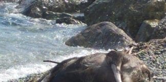 Cinghiale affoga in mare a largo di Albisola