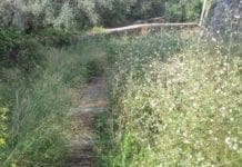 Nervi – Erbacce nelle crose di Sant’Ilario, anche i ricchi piangono