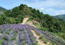 Festa della Lavanda a Pigna: mercatino tematico in piazza centrale