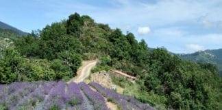 Festa della Lavanda a Pigna: mercatino tematico in piazza centrale