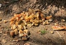 San Fruttuoso – Pane secco e crocchette nel Parco di Villa Imperiale, caccia a chi offre cibo agli animali