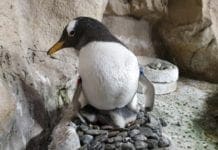 Nuovo arrivo all’Acquario di Genova, è nato un pinguino Papua