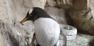Nuovo arrivo all’Acquario di Genova, è nato un pinguino Papua