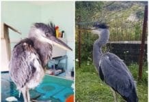 Savona – Liberato l’airone cenerino di Cosseria salvato dall’Enpa – VIDEO