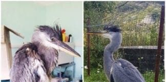 Savona – Liberato l’airone cenerino di Cosseria salvato dall’Enpa – VIDEO