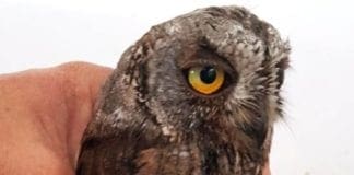 Volontari Enpa salvano un gioane assiolo e denunciano: Parco del Beigua e Autorità non ci aiutano