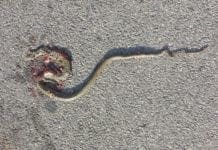 Castelletto – Serpente di oltre un metro alla fermata dell’autobus