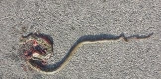 Castelletto – Serpente di oltre un metro alla fermata dell’autobus