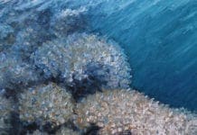 Museo Doria, il tema del mare nella nuova mostra “Sesto Continente” di Giovanni Boffa