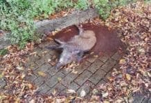 Peste suina, analisi su altre sei carcasse ritrovate nei boschi tra Campo Ligure e Rossiglione